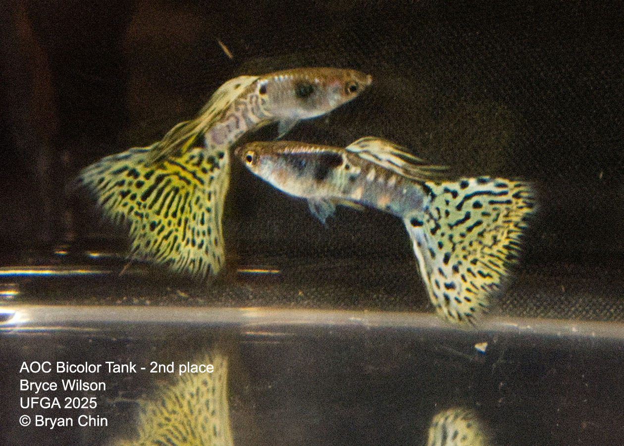 Guppy Bicolor Metal